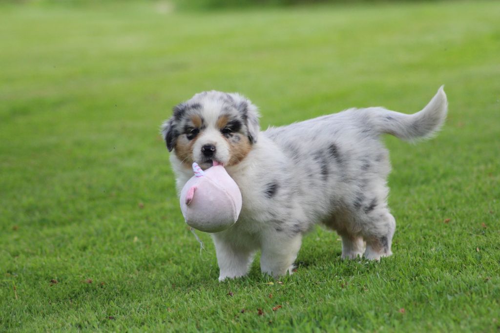TANGERINE DREAM "LUNA" des gardiens d'hadès