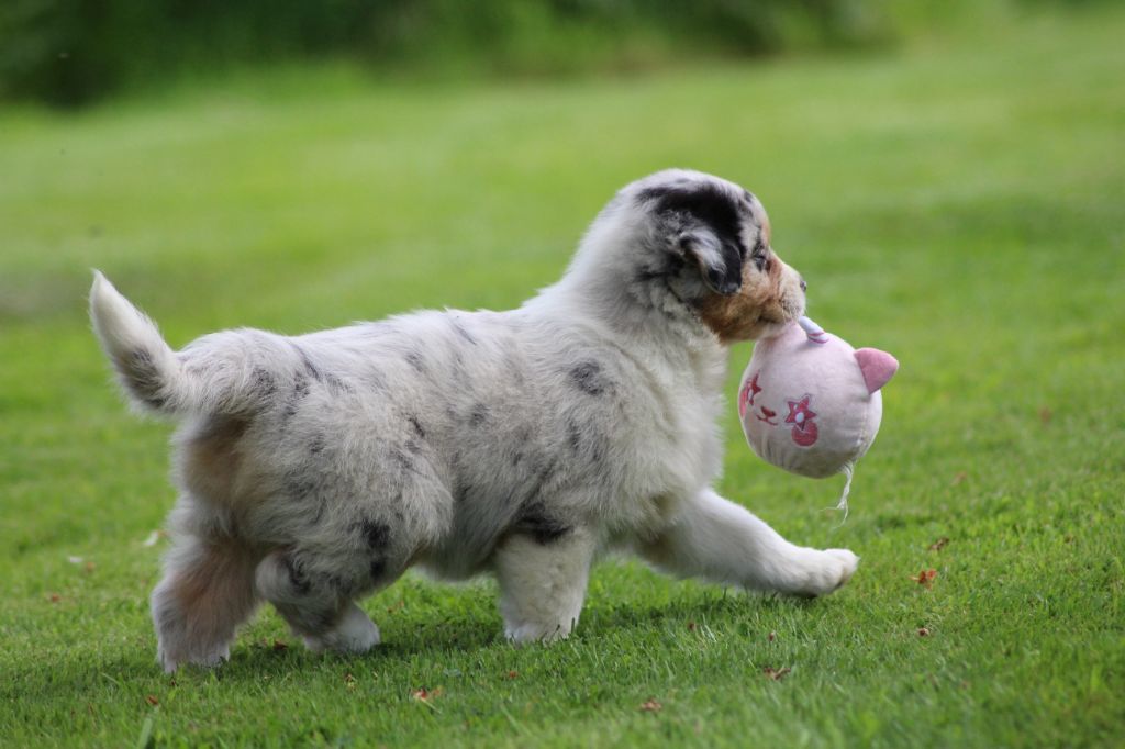 TANGERINE DREAM "LUNA" des gardiens d'hadès