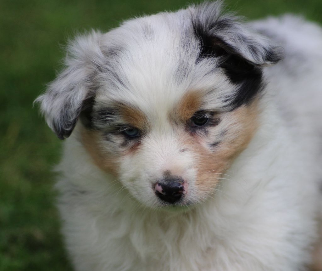 TANGERINE DREAM "SAMBA" des gardiens d'hadès