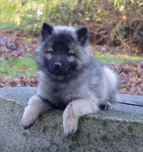 Chiot Elevage Des Gardiens D Hades Eleveur De Chiens Spitz Allemand