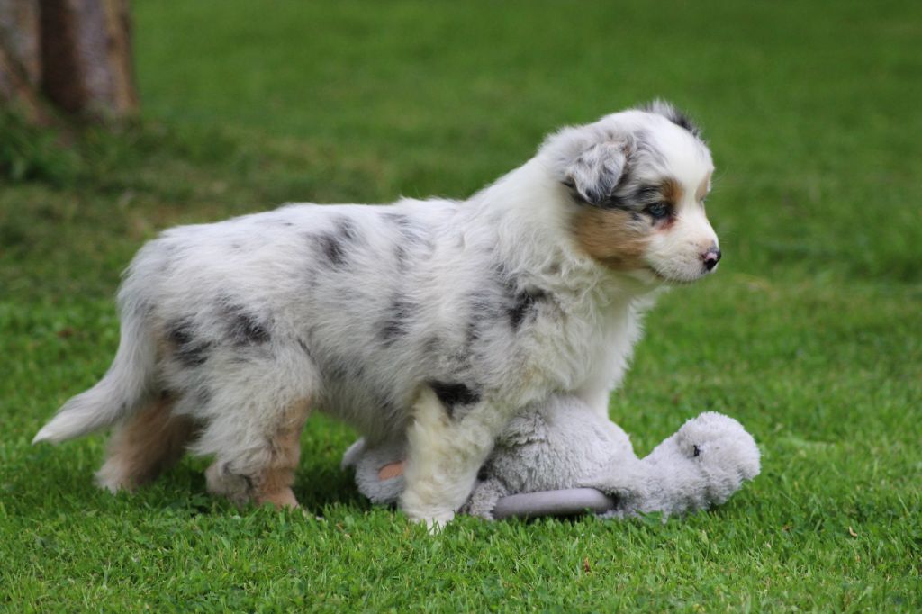 TANGERINE DREAM "SAMBA" des gardiens d'hadès