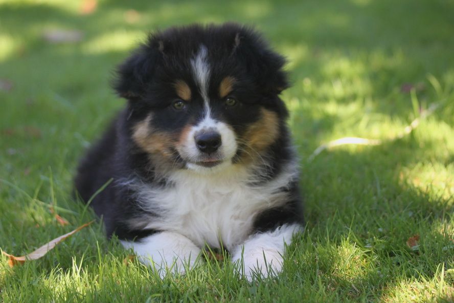 Accueil Elevage Des Gardiens D Hades Eleveur De Chiens Berger Australien