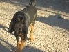 - Les BB Chien de Saint-Hubert sont nés