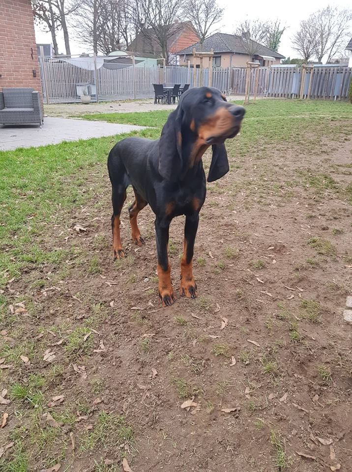 Toutes Les Actualités Publiées Par Les Eleveurs De Chiens De