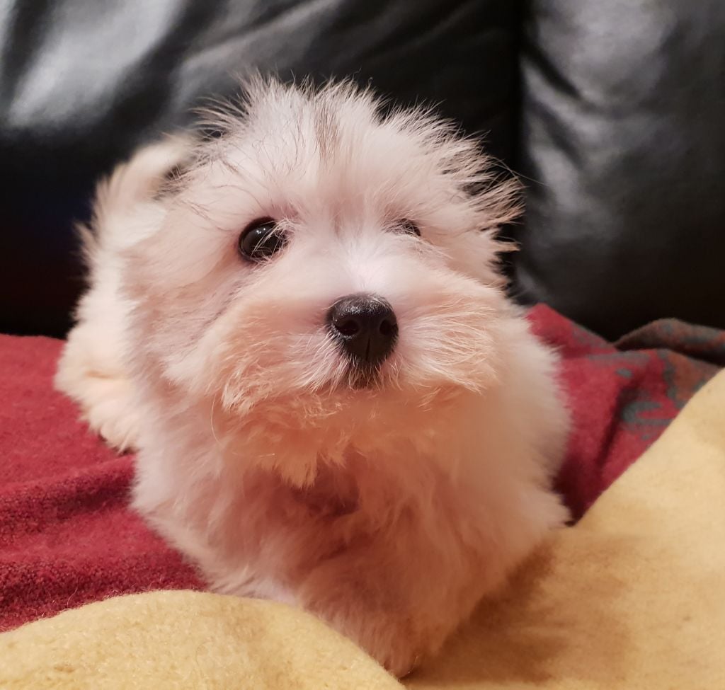 chiot Coton de Tulear du clos de Montaigu