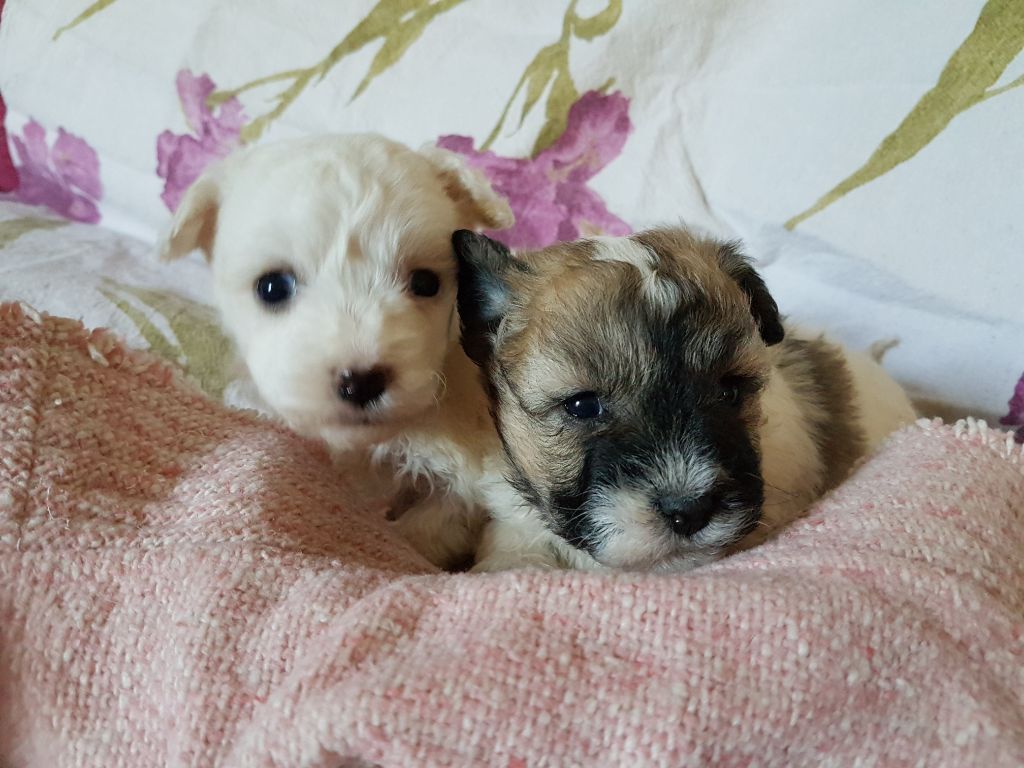 du clos de Montaigu - Coton de Tulear - Portée née le 01/09/2018