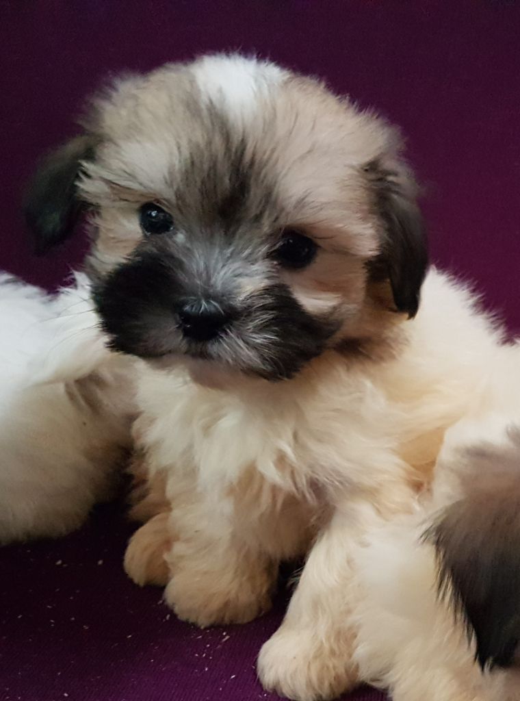 du clos de Montaigu - Coton de Tulear - Portée née le 10/09/2018