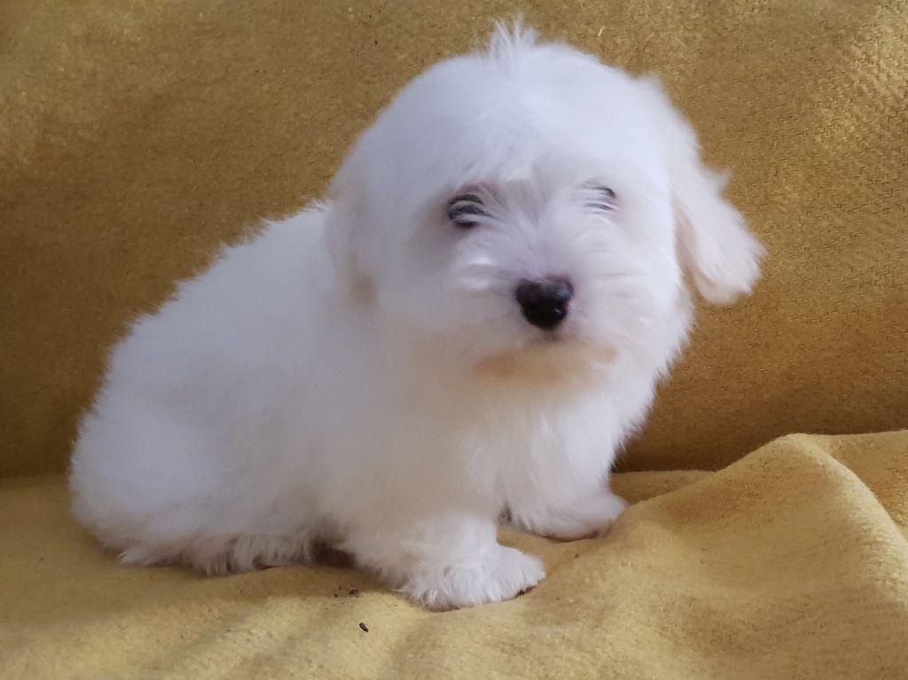 du clos de Montaigu - Coton de Tulear - Portée née le 17/11/2018