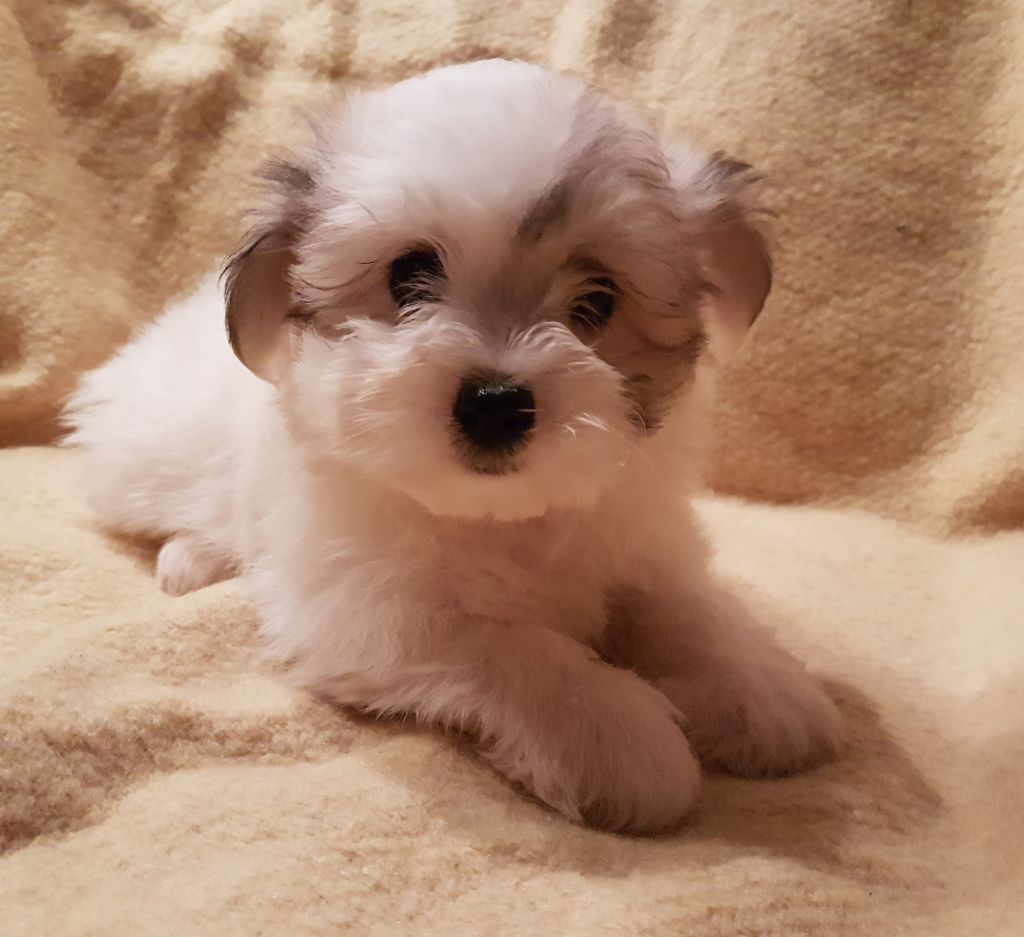 du clos de Montaigu - Coton de Tulear - Portée née le 06/09/2018