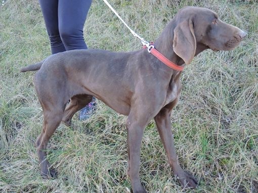 CH. Champion du domaine du framire