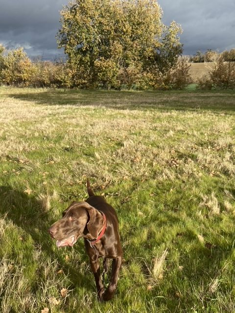 Publication : du domaine du framire Auteur : ARMANDO GONCALVES