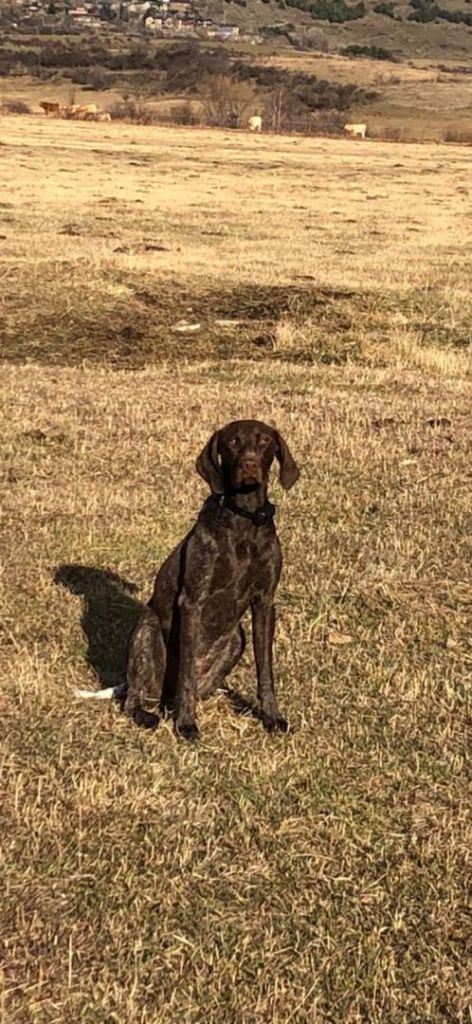 Publication : du domaine du framire Auteur : ARMANDO GONCALVES