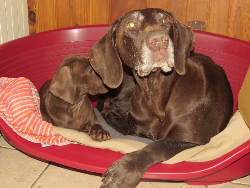 CH. Fiona (Sans Affixe)