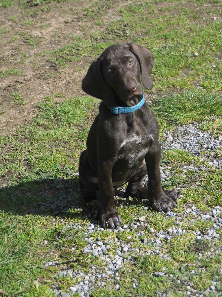 CH. Fiona (Sans Affixe)