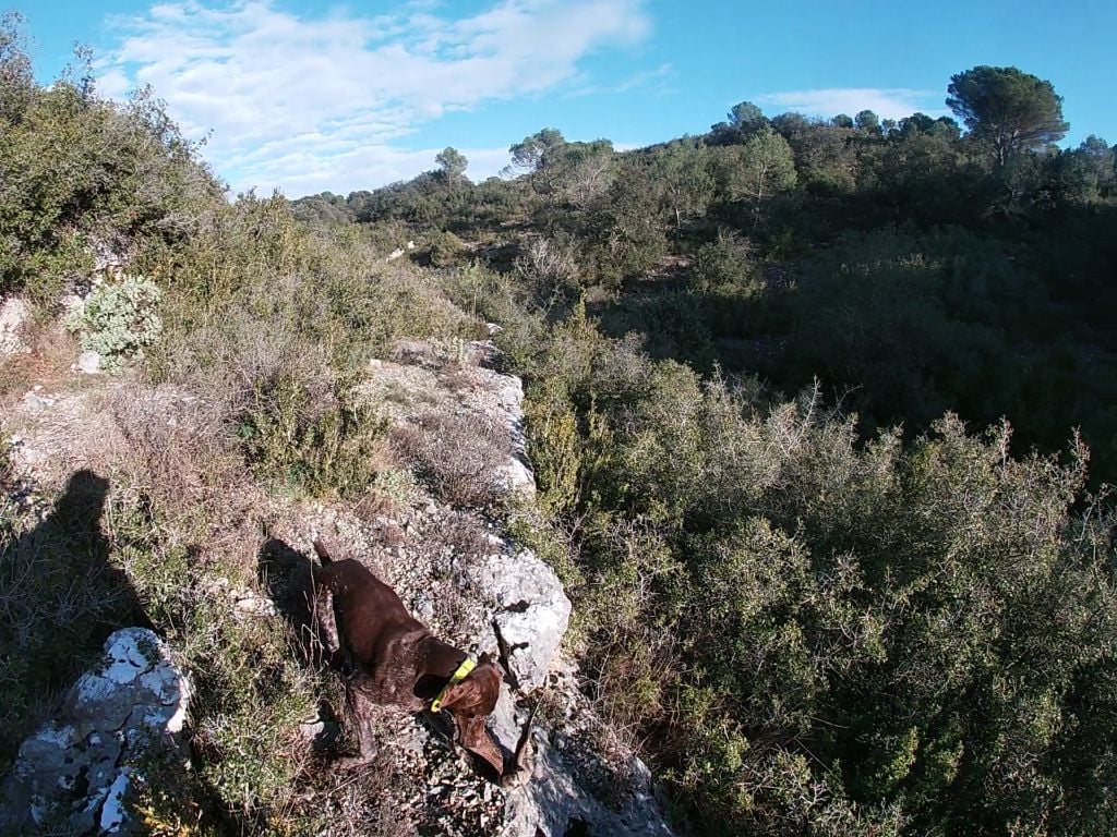 CH. Fiona (Sans Affixe)