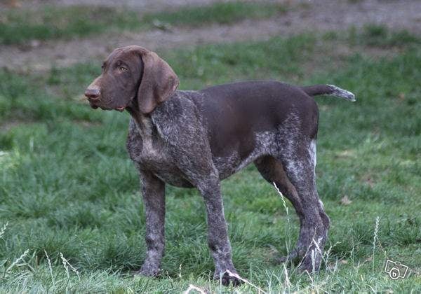 Erka des monts cevenoles