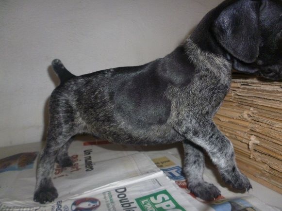 Erka des monts cevenoles