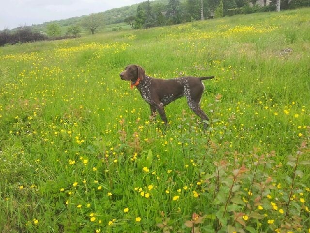 CH. Fiona (Sans Affixe)