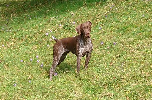 CH. Fiona (Sans Affixe)