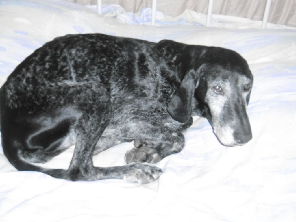 Erka des monts cevenoles