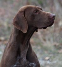 CH. Fiona (Sans Affixe)