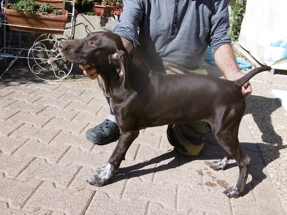 CH. Fiona (Sans Affixe)