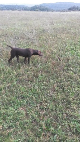 CH. Fiona (Sans Affixe)