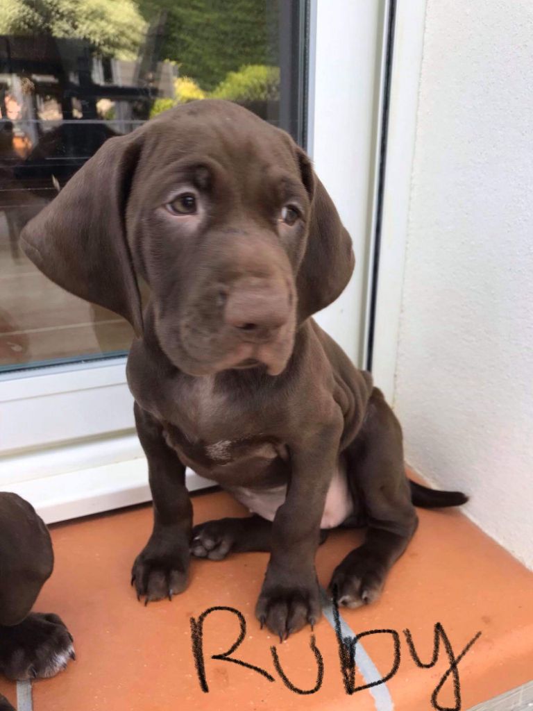 Publication : du domaine du framire Auteur : ARMANDO GONCALVES