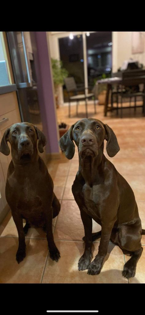 Publication : du domaine du framire Auteur : ARMANDO GONCALVES