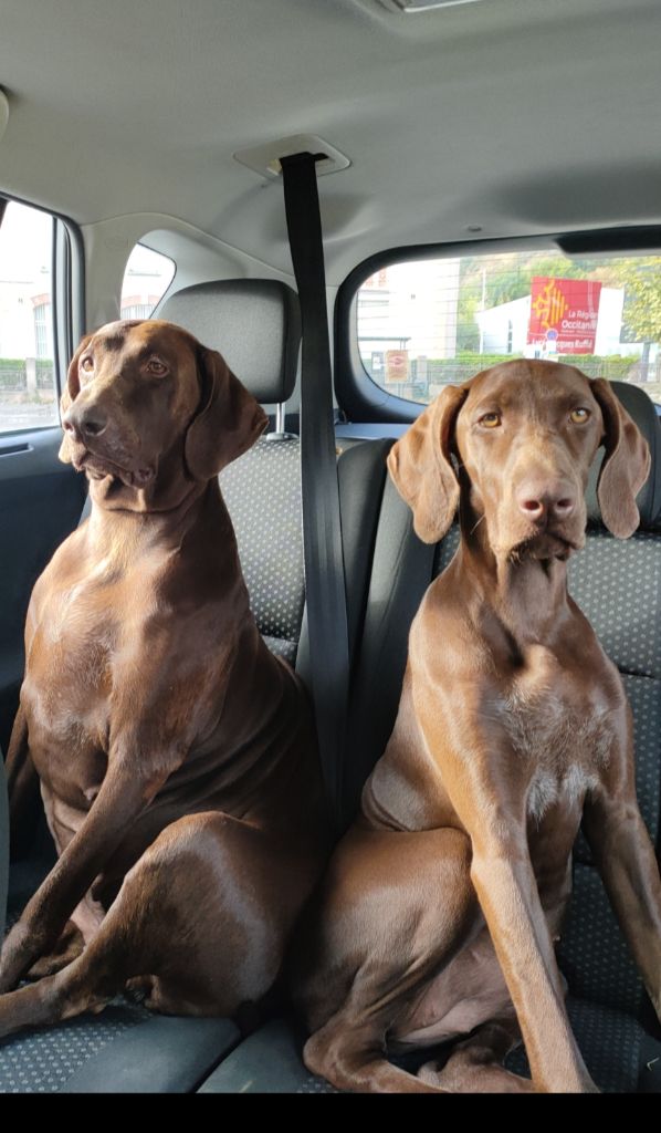 Publication : du domaine du framire Auteur : ARMANDO GONCALVES