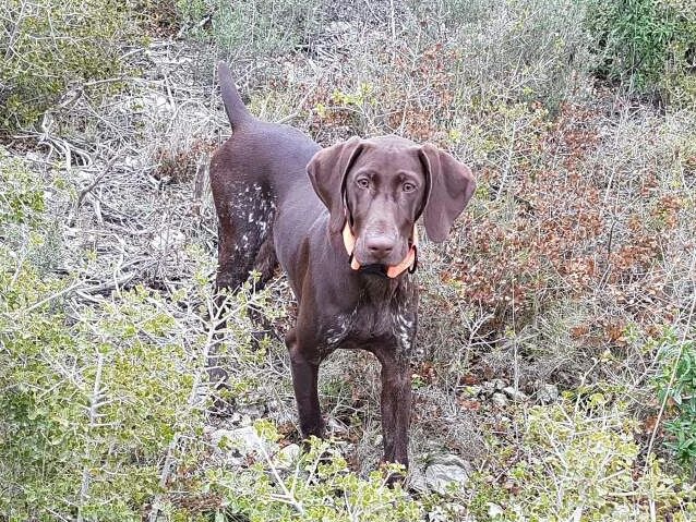 CH. Fiona (Sans Affixe)