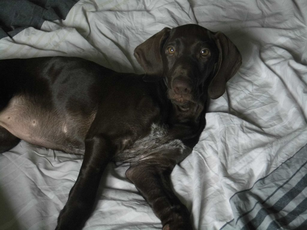 CH. Fiona (Sans Affixe)