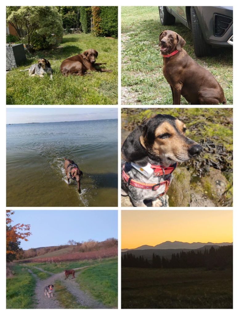 Publication : du domaine du framire Auteur : ARMANDO GONCALVES