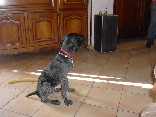 Erka des monts cevenoles