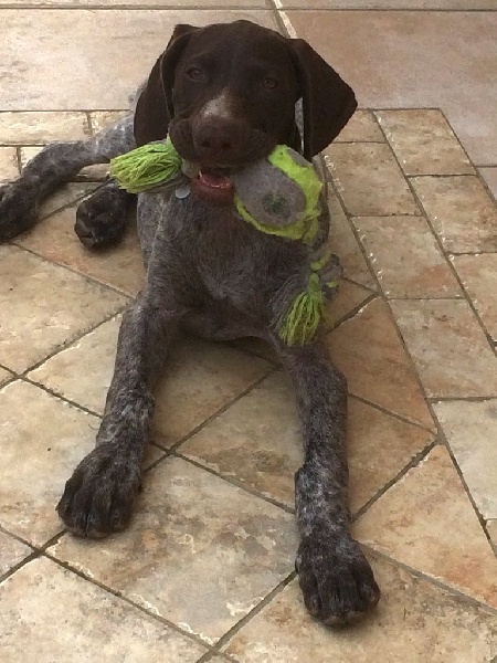 Erka des monts cevenoles