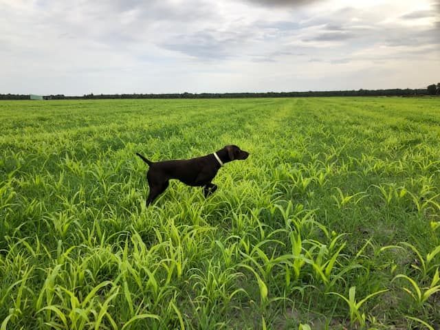 Publication : du domaine du framire Auteur : ARMANDO GONCALVES