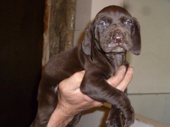 CH. Fiona (Sans Affixe)