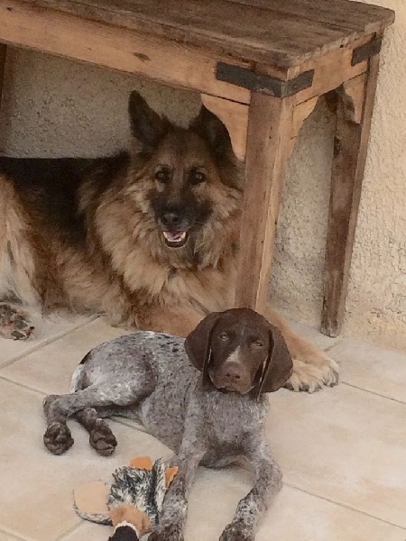 Erka des monts cevenoles