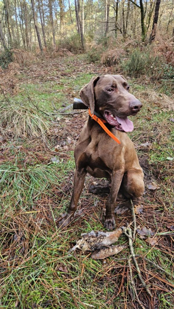 TR. Darling du Clos des Morandes