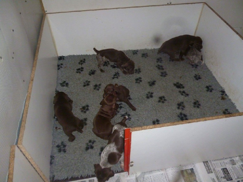 CH. Fiona (Sans Affixe)