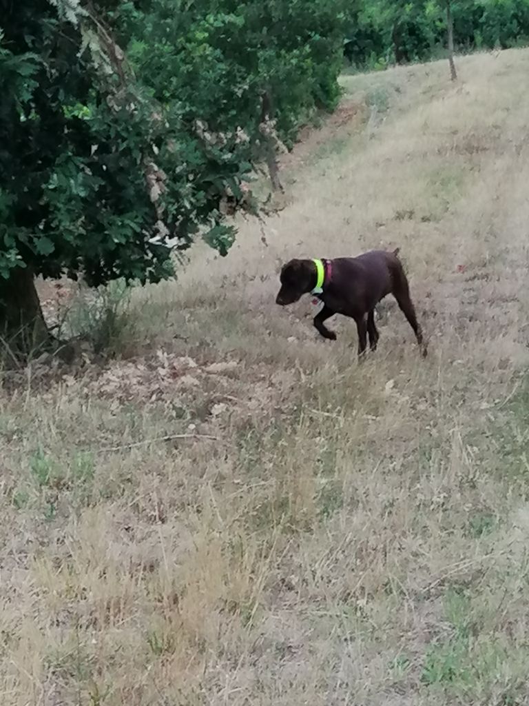 Publication : du domaine du framire Auteur : ARMANDO GONCALVES