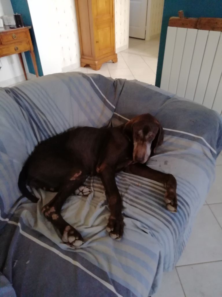 CH. Champion du domaine du framire