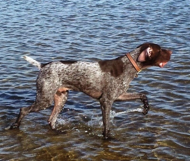 Erka des monts cevenoles