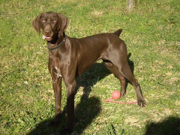 CH. Champion du domaine du framire