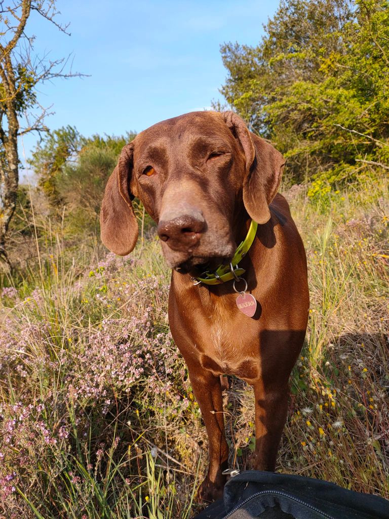 Publication : du domaine du framire Auteur : ARMANDO GONCALVES