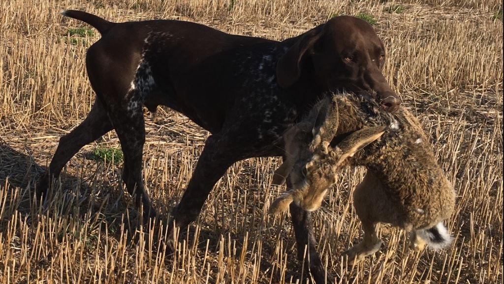 CH. Fiona (Sans Affixe)