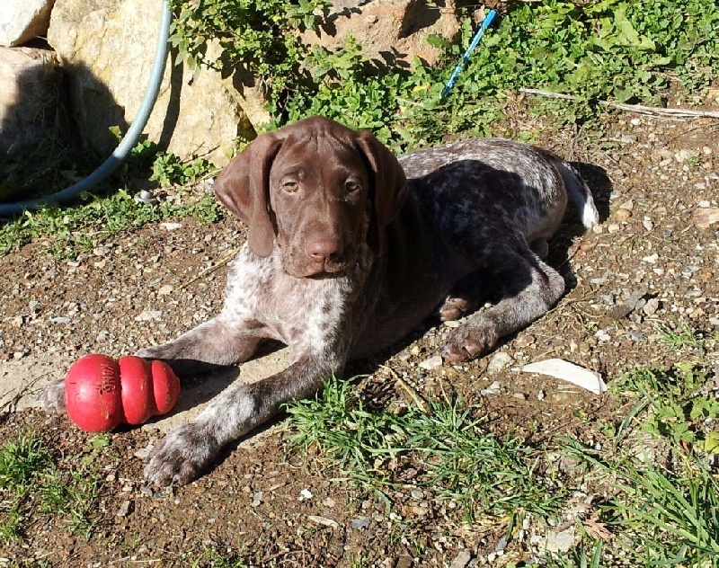 CH. Fiona (Sans Affixe)