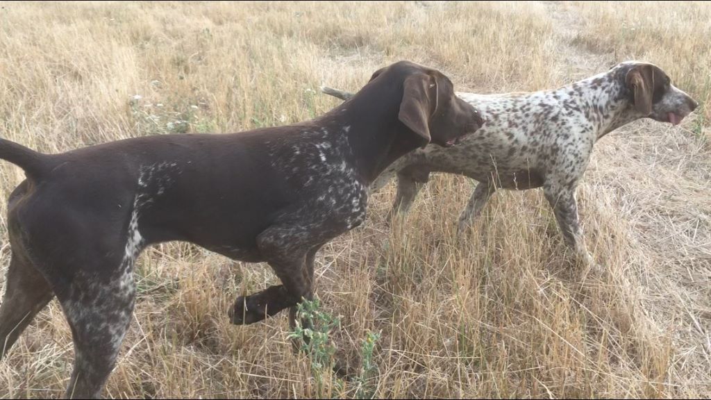 CH. Fiona (Sans Affixe)