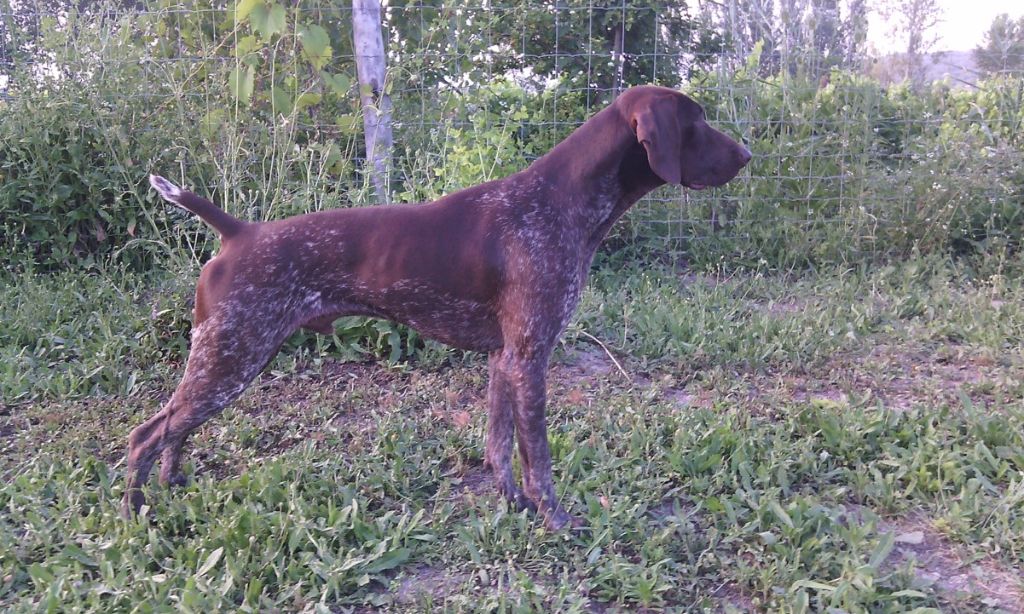 CH. Fiona (Sans Affixe)