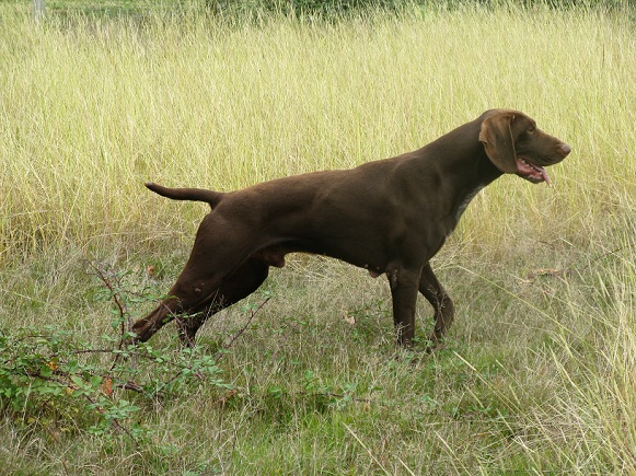 CH. Champion du domaine du framire